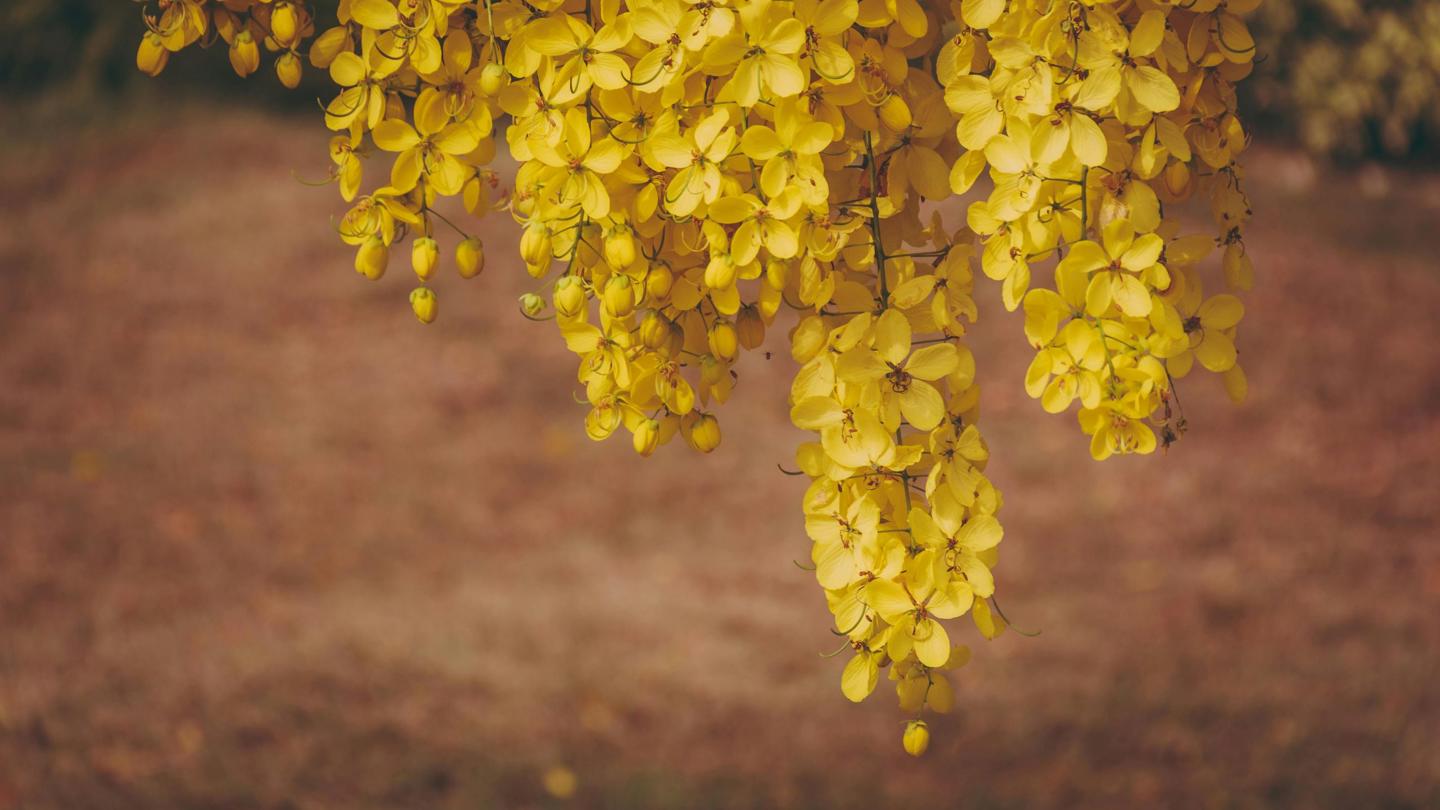Gule Blomster