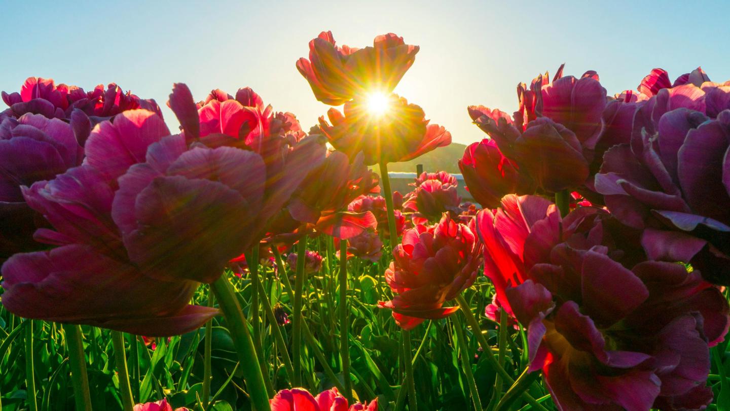 Blomstermark